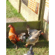 6 Ginger Partridge Oxford Old English Game Bantam Hatching Eggs A&J Poultry