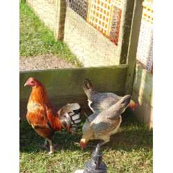 6 Ginger Partridge Oxford Old English Game Bantam Hatching Eggs A&J Poultry
