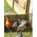 6 Ginger Partridge Oxford Old English Game Bantam Hatching Eggs A&J Poultry