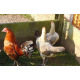 6 Ginger Partridge Oxford Old English Game Bantam Hatching Eggs A&J Poultry