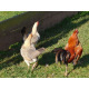 6 Ginger Partridge Oxford Old English Game Bantam Hatching Eggs A&J Poultry