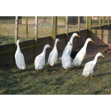 6 Exhibition Quality White Indian Runner Hatching Eggs From A&J Poultry