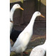 6 Exhibition Quality White Indian Runner Hatching Eggs From A&J Poultry