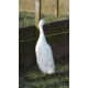 6 Exhibition Quality White Indian Runner Hatching Eggs From A&J Poultry