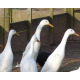 6 Exhibition Quality White Indian Runner Hatching Eggs From A&J Poultry