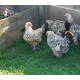 6 Exhibition Quality Lemon Millefleur Sablepoot Bantam Hatching Eggs A&J Poultry