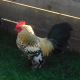 6 Exhibition Quality Lemon Millefleur Sablepoot Bantam Hatching Eggs A&J Poultry
