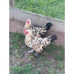 6 Exhibition Quality Lemon Millefleur Sablepoot Bantam Hatching Eggs A&J Poultry
