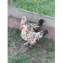 6 Exhibition Quality Lemon Millefleur Sablepoot Bantam Hatching Eggs A&J Poultry