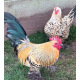 6 Exhibition Quality Lemon Millefleur Sablepoot Bantam Hatching Eggs A&J Poultry