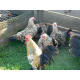 6 Exhibition Quality Lemon Millefleur Sablepoot Bantam Hatching Eggs A&J Poultry