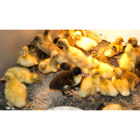 Pure Breed Ducklings - from Day Old Hatching on 13th April 2026