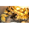 Pure Breed Ducklings - from Day Old Hatching on 13th April 2026
