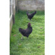 6 Exhibition Quality Black Araucana Bantam Hatching Eggs