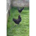 6 Exhibition Quality Black Araucana Bantam Hatching Eggs