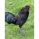 6 Exhibition Quality Black Araucana Bantam Hatching Eggs