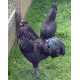 6 Exhibition Quality Black Araucana Bantam Hatching Eggs