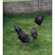 6 Exhibition Quality Black Araucana Bantam Hatching Eggs