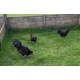 6 Exhibition Quality Black Araucana Bantam Hatching Eggs