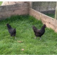 6 Exhibition Quality Black Araucana Bantam Hatching Eggs