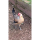 6 Large fowl Golden Duckwing Oxford Old English Game Hatching Eggs A&J Poultry
