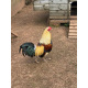 6 Large fowl Golden Duckwing Oxford Old English Game Hatching Eggs A&J Poultry