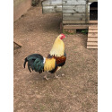 6 Large fowl Golden Duckwing Oxford Old English Game Hatching Eggs A&J Poultry
