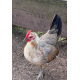 6 Large fowl Golden Duckwing Oxford Old English Game Hatching Eggs A&J Poultry