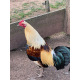 6 Large fowl Golden Duckwing Oxford Old English Game Hatching Eggs A&J Poultry