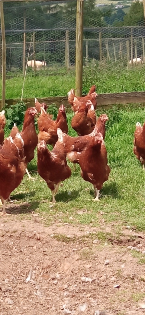 Lohmann Hybrid POL Pullets